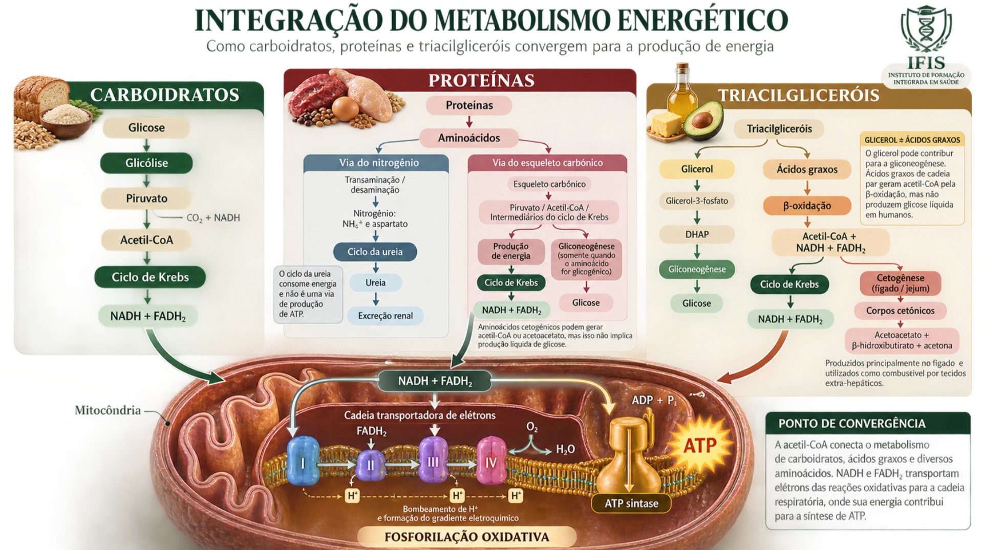 Ilustração em formato de mapa metabólico mostrando como carboidratos, proteínas e triacilgliceróis podem contribuir para a produção de ATP. As três vias aparecem separadas inicialmente e convergem, direta ou indiretamente, para o metabolismo mitocondrial e para a fosforilação oxidativa.  À esquerda está a via dos carboidratos. A glicose é degradada pela glicólise, formando piruvato. O piruvato é convertido em acetil-CoA, que entra no ciclo de Krebs, também chamado ciclo do ácido cítrico. Durante